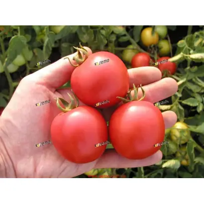 ДАРИНКА F1 / DARINKA F1