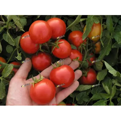 МАРЬЯНКА F1 / MARIENKA F1