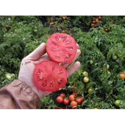 ТЕРЕЗА F1 / TEREZA F1