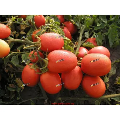 СЕМАЛУС F1 / SEMALUS F1