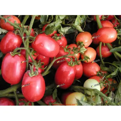 СЕМАПРИМ F1 / SEMAPRIM F1