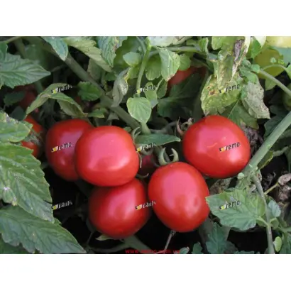 СЕМАРОЛ / SEMAROL