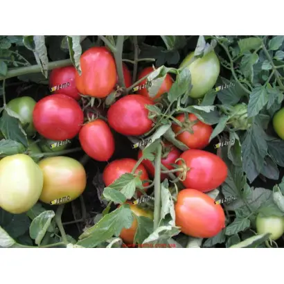 ЭСКОРТ / ESKORT