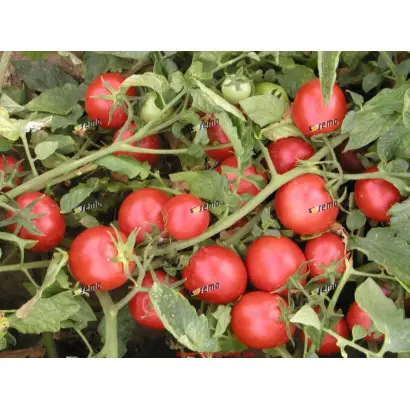 ПРОТОН / PROTON