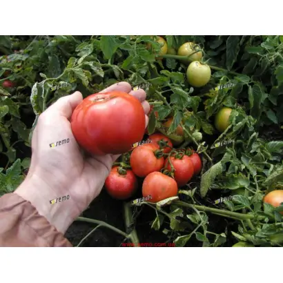 ПАВЛИНА / PAVLINA