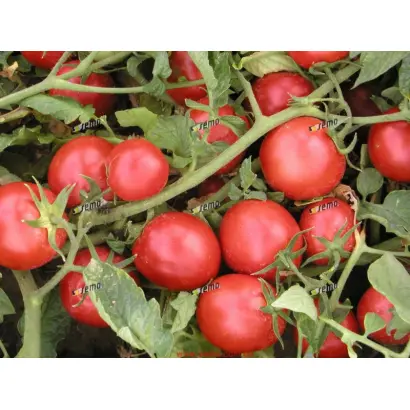 ТРИТОНЕКС / TRITONEX