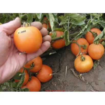 ОРАНЖ / ORANŽE