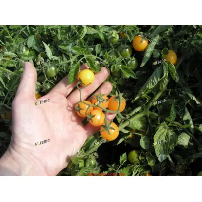 МИНИГОЛД / MINIGOLD