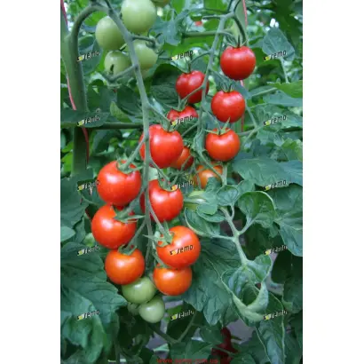 БЕЙБИНО F1 / BEJBINO F1