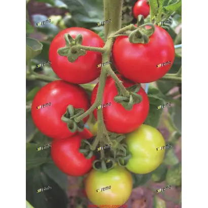 ТОРИНО F1 / TORINO F1