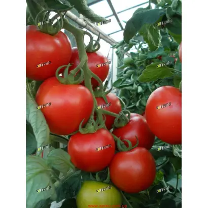 ПАРТО F1 / PARTO F1