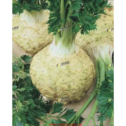 МАКСИМ / MAXIM