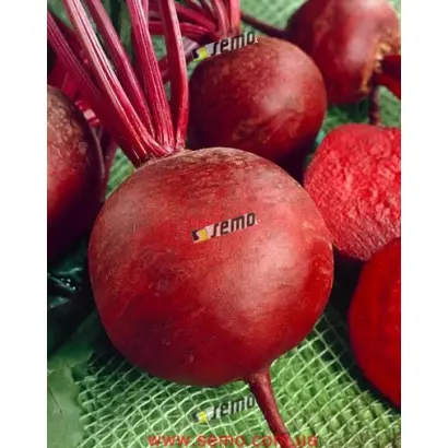 КРАСНАЯ КУЛАТА / CERVENA KULATA