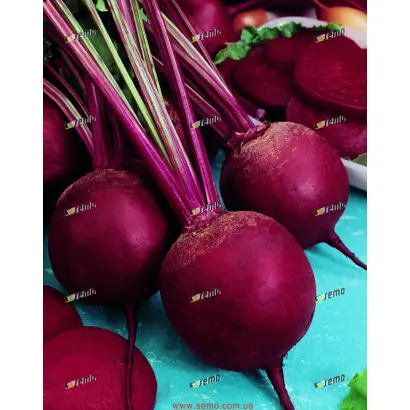 БЕТИНА / BETINA