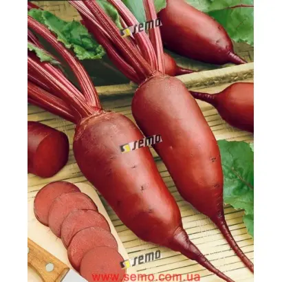 РЕНОВА / RENOVA