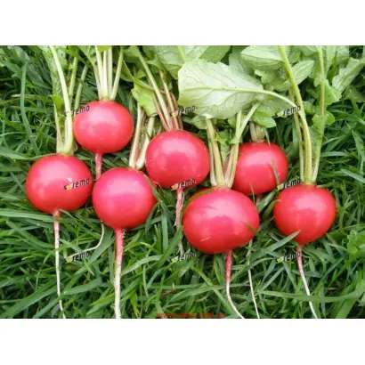 ВИНАРА F1 / VINARA F1