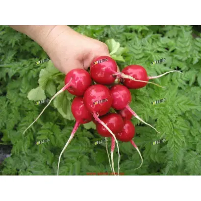 КВАРТА / KVARTA