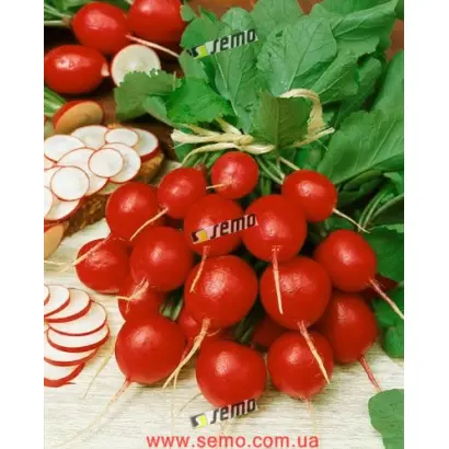 САКСА 2 / SAXA 2