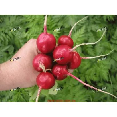 КВИНТА / KVINTA