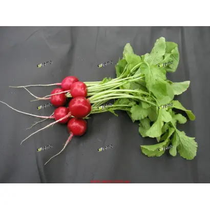 ТЕРЦИЯ / TERCIA