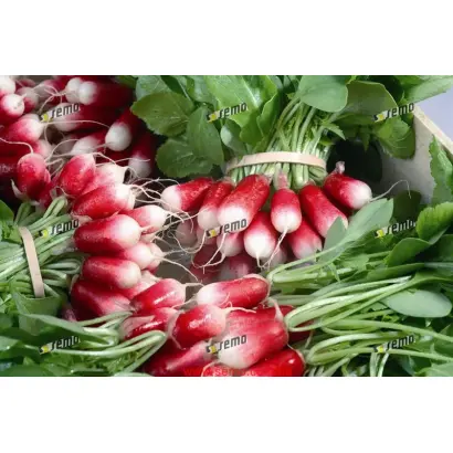 СЛАВИЯ / SLAVIA