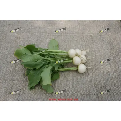 БЛАНКА / BLANKA