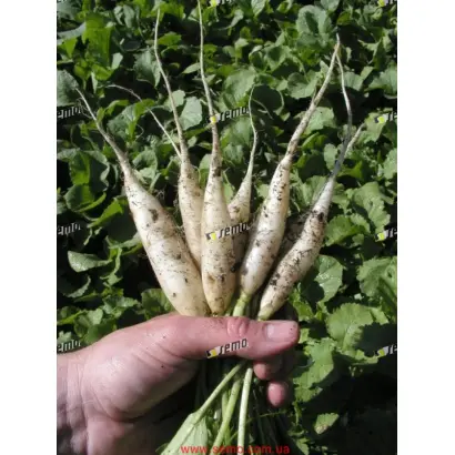 РАМПОУЧ / RAMPOUCH