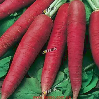 КАРМИНА / KARMINA