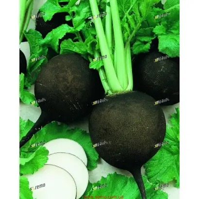 ПАНТЕР / PANTER