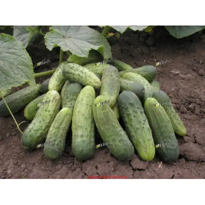 БЛАНКА F1 / BLANKA F1