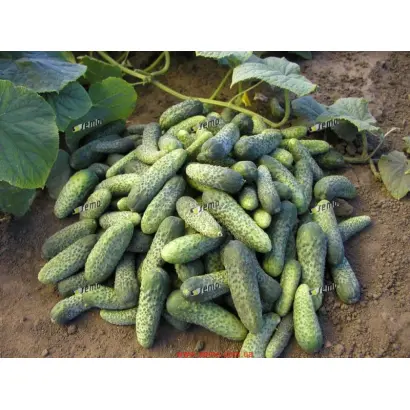 ШАНТАЛЬ F1 / CHANTAL F1