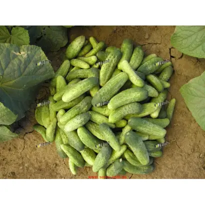 ИВОННА F1 / IWONA F1