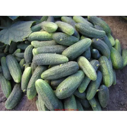 СОНАДА F1 / SONADA F1