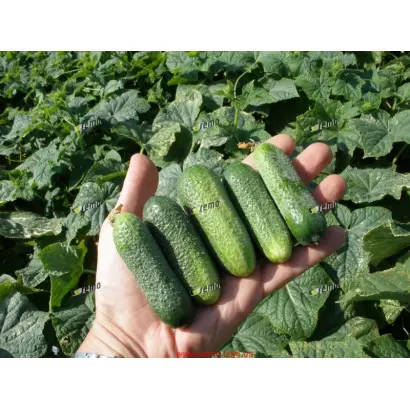 ХАРИЕТ F1 / HARRIET F1