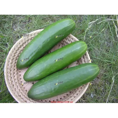 БЕЙБИ F1 / BABY F1