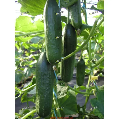 МИНИСПРИНТ F1 / MINISPRINT F1