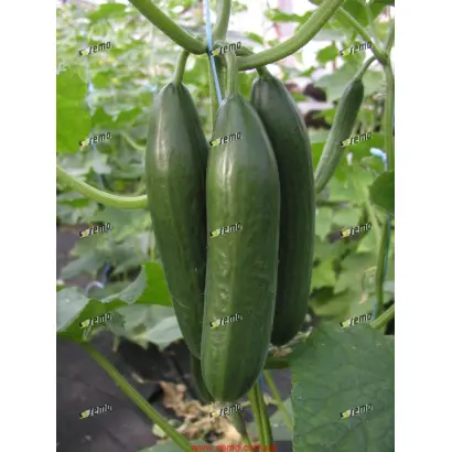 ЭМИЛИ F1 / EMILIE F1