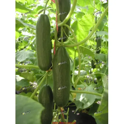 ФОРМУЛА F1 / FORMULE F1