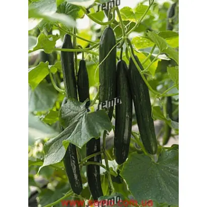 СУПЕРСТАР F1 / SUPERSTAR F1