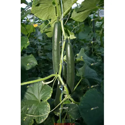 ТРИБУТ F1 / TRIBUTE F1