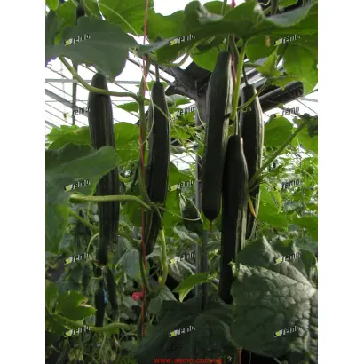 ВИСТА F1 / VISTA F1