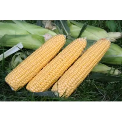 Свит Имидж F1 / Sweet Image F1