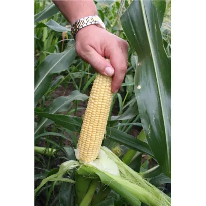 Свит Наггет  F1 / Sweet Nagget F1