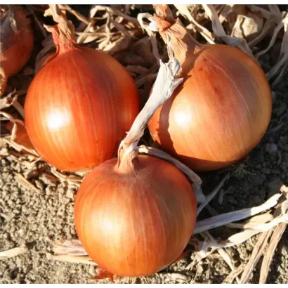 АМБРА F1 (CRX 2344) / AMBRA F1