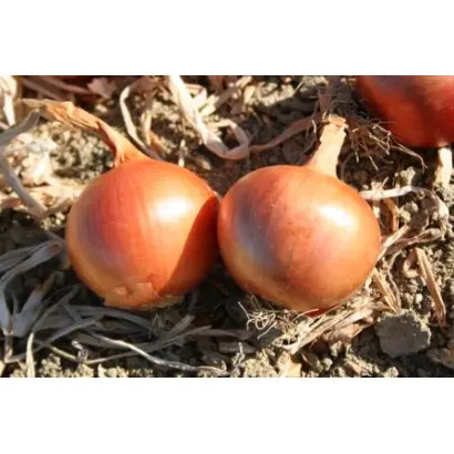 АМИКА F1 / AMIKA F1