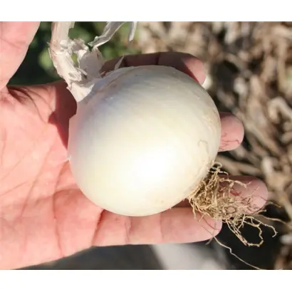 ВАЙТ РОК F1 (CRX 1538) / WHITE ROCK F1