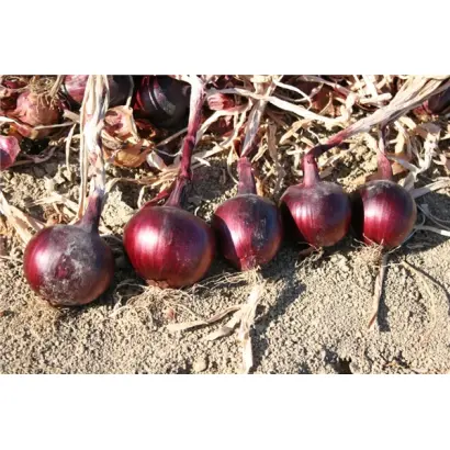 РЕД МУН F1 (CRX 3741) / RED MOON F1