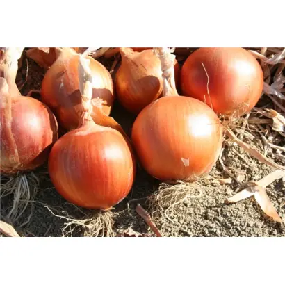 ЭЛЕНКА F1 (CRX 2399)