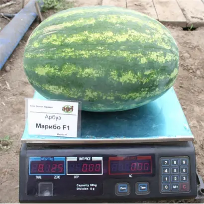 Марибо F1 / Maribo F1