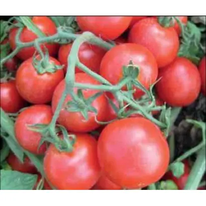 ЛАПИЛЛО F1 (CRX 71888)